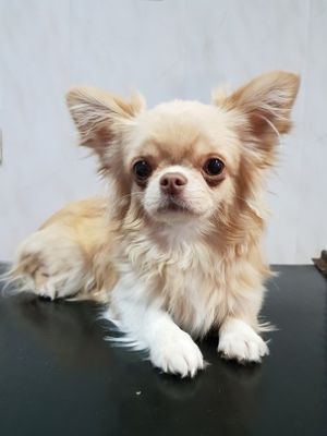 Dog Photo