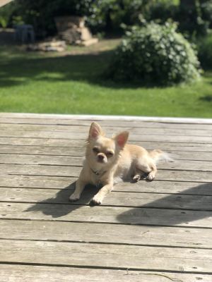 Dog Photo