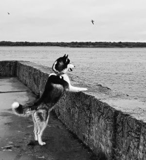 Dog Photo