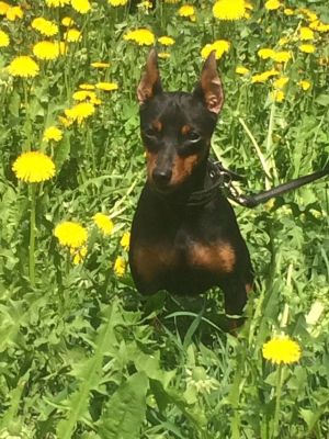 Dog Photo