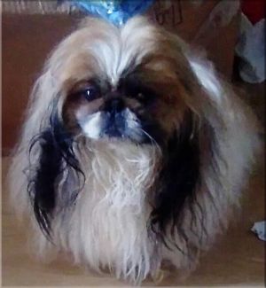 Dog Photo