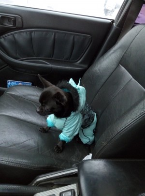 Dog Photo