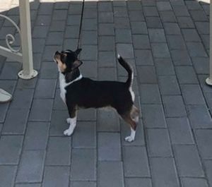 Dog Photo