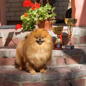 Dog Photo