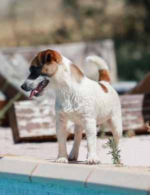 Dog Photo