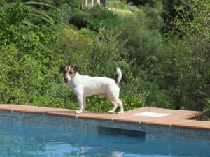 Dog Photo
