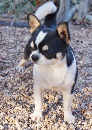 Dog Photo