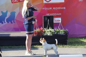 Dog Photo