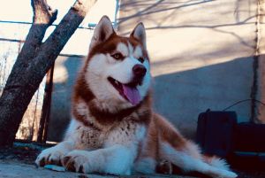 Dog Photo