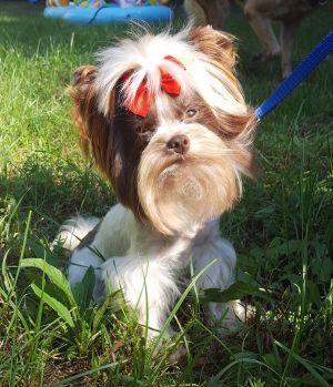 Dog Photo