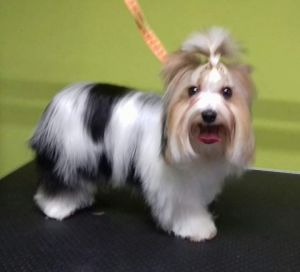 Dog Photo