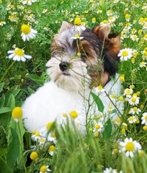 Dog Photo