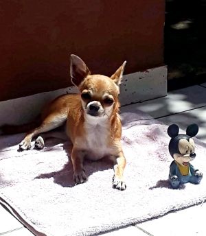 Dog Photo
