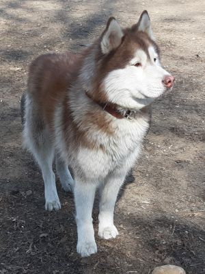 Dog Photo
