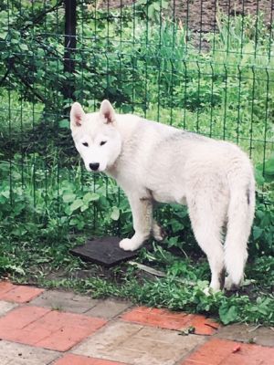 Dog Photo