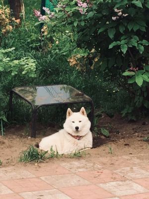 Dog Photo