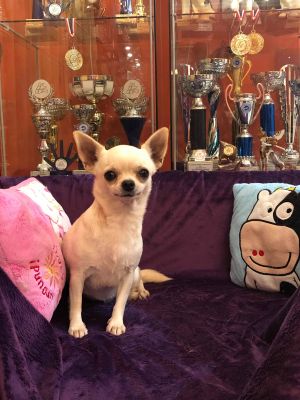 Dog Photo