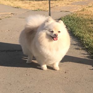 Dog Photo