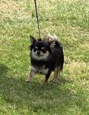 Dog Photo