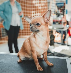 Dog Photo