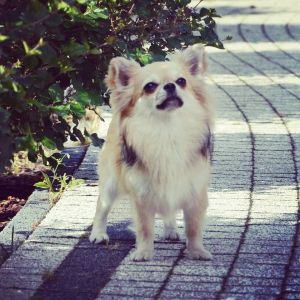 Dog Photo