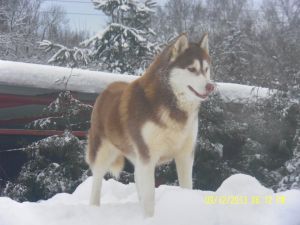 Dog Photo