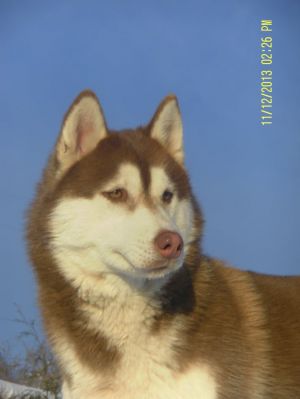 Dog Photo