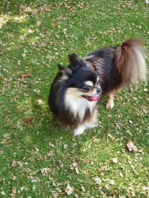 Dog Photo