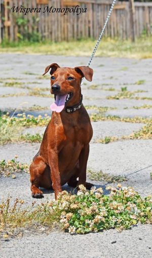Dog Photo