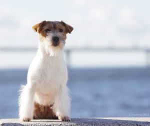 Dog Photo