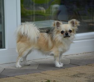 Dog Photo