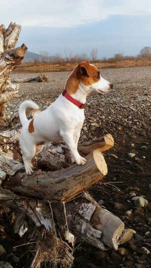 Dog Photo