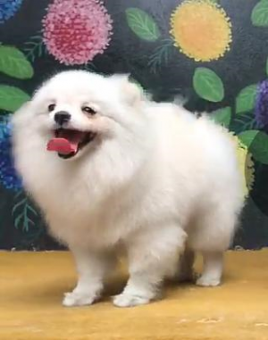Dog Photo