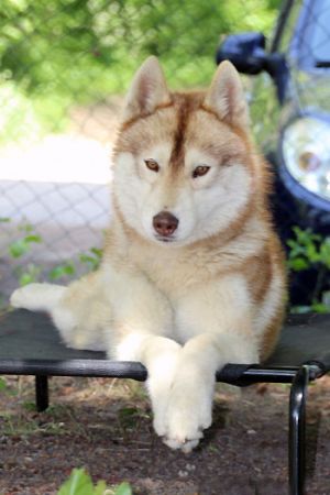 Dog Photo