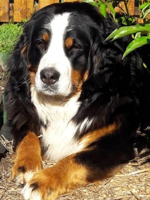 Dog Photo