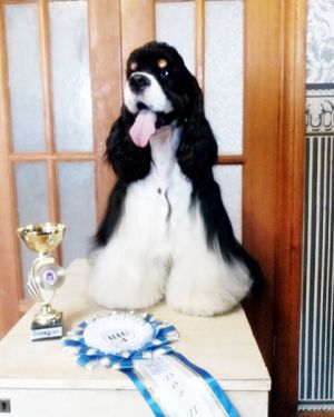 Dog Photo