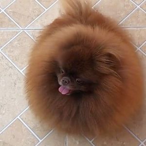 Dog Photo
