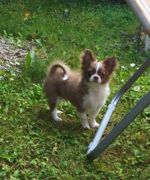 Dog Photo