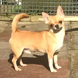 Dog Photo