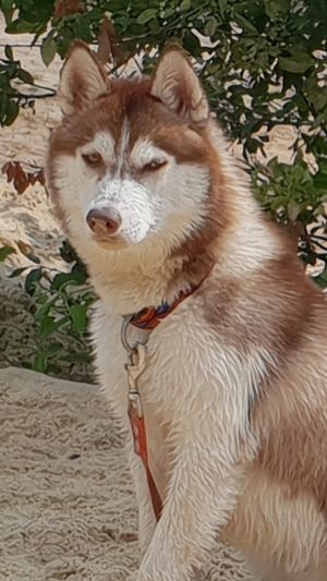 Dog Photo