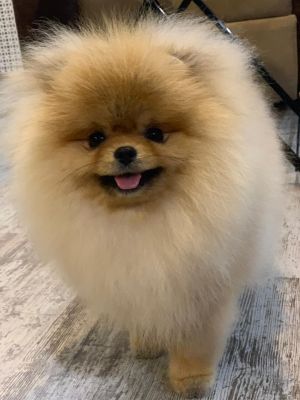 Dog Photo