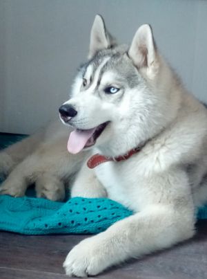 Dog Photo