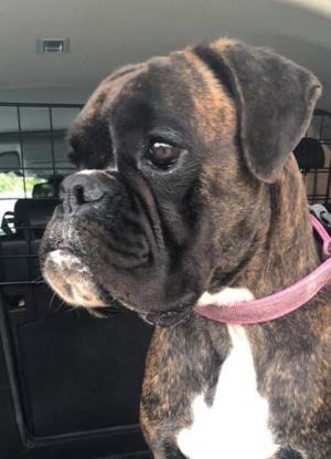 Dog Photo