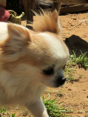 Dog Photo