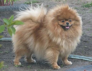 Dog Photo