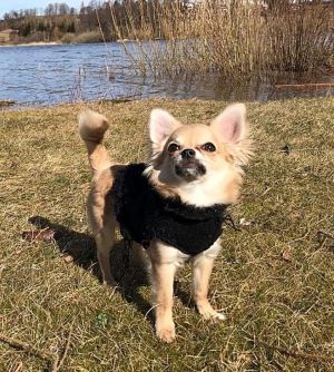 Dog Photo