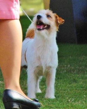 Dog Photo