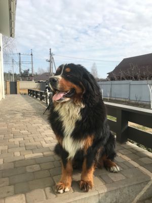 Dog Photo