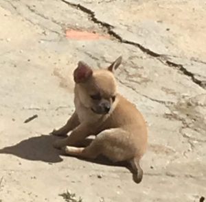 Dog Photo