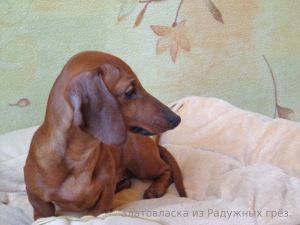 Dog Photo